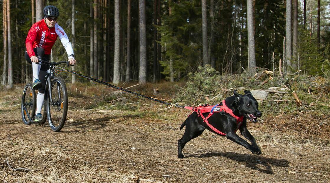 Kickbike America DOG LINE Premium Mushing Quality