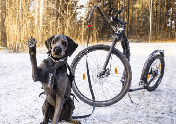 Kickbike America DOG LINE Premium Mushing Quality